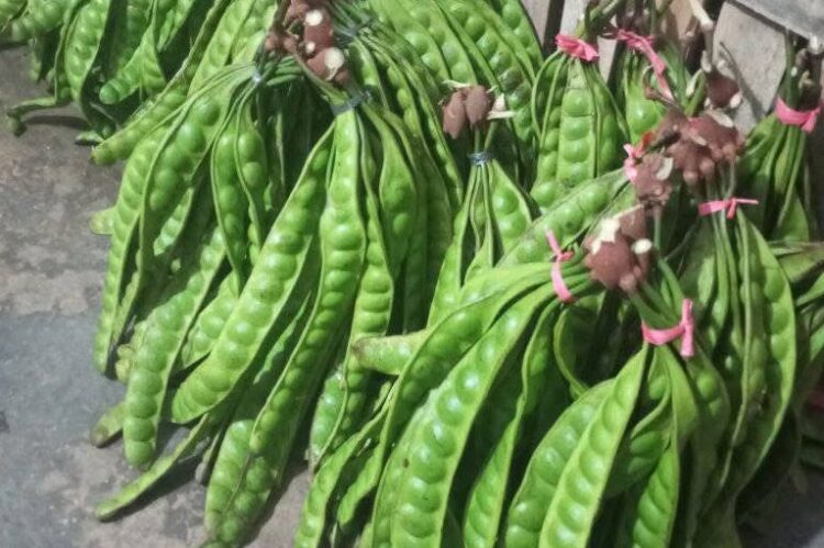 10 Manfaat Petai Bagi Kesehatan