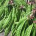 10 Manfaat Petai Bagi Kesehatan