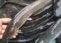 Pilih ikan lele dari perairan yang aman jangan ikan dari perairan yang tercemar.