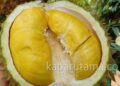 Stop Konsumsi Durian Jika Anda Mengidap Kondisi Berikut ini